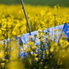 Was macht den ein Regenschirm im Rapsfeld?