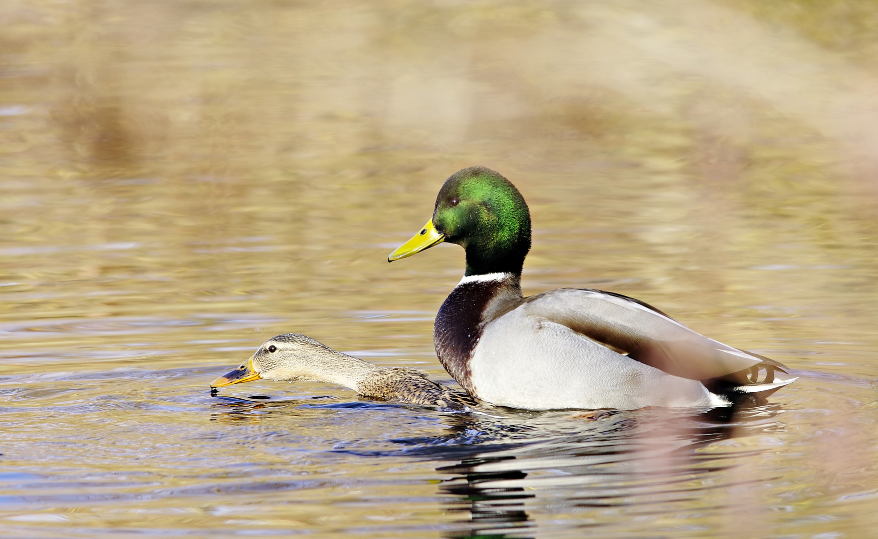 Was macht denn der Erpel auf der Ente?