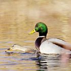 Was macht denn der Erpel auf der Ente?