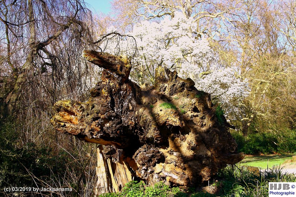 Was macht denn der Fischkopf auf dem Baum?