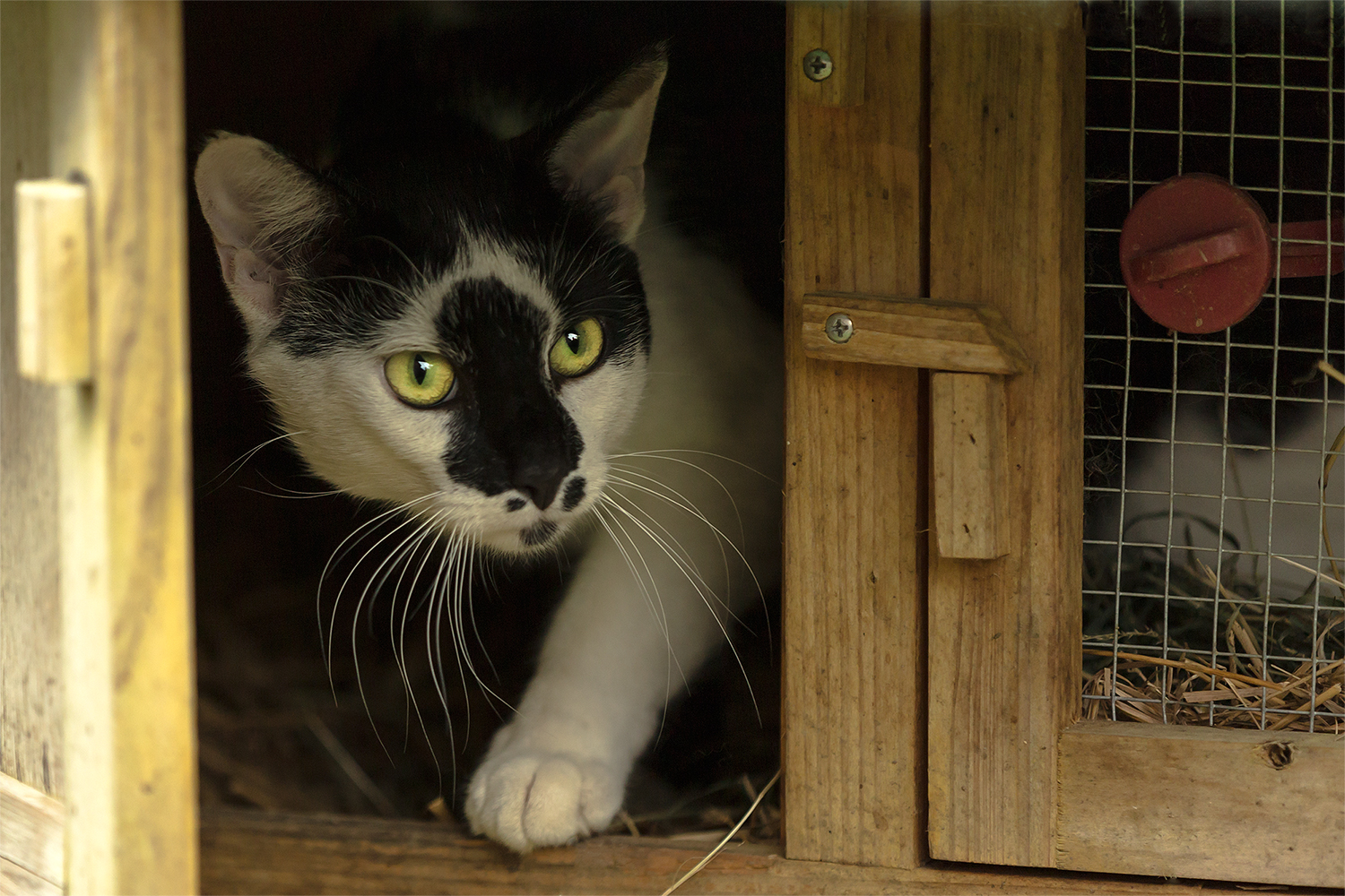 Was macht denn der Kater im Kaninchenstall?