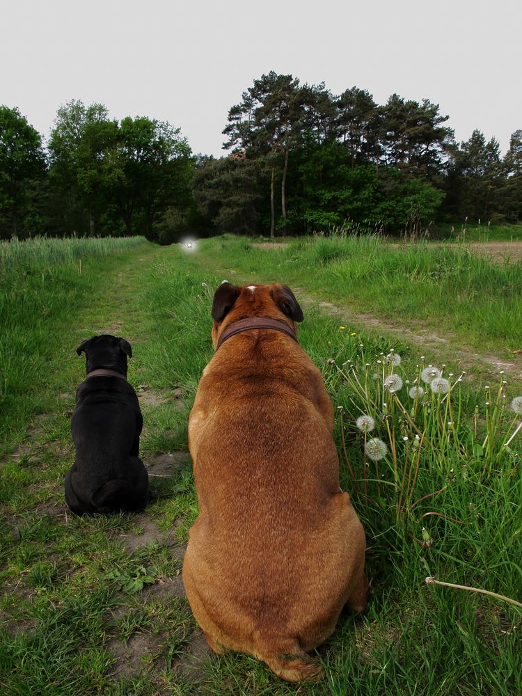 -- was macht der "Blonde" ( Mops) da hinten bloß ????