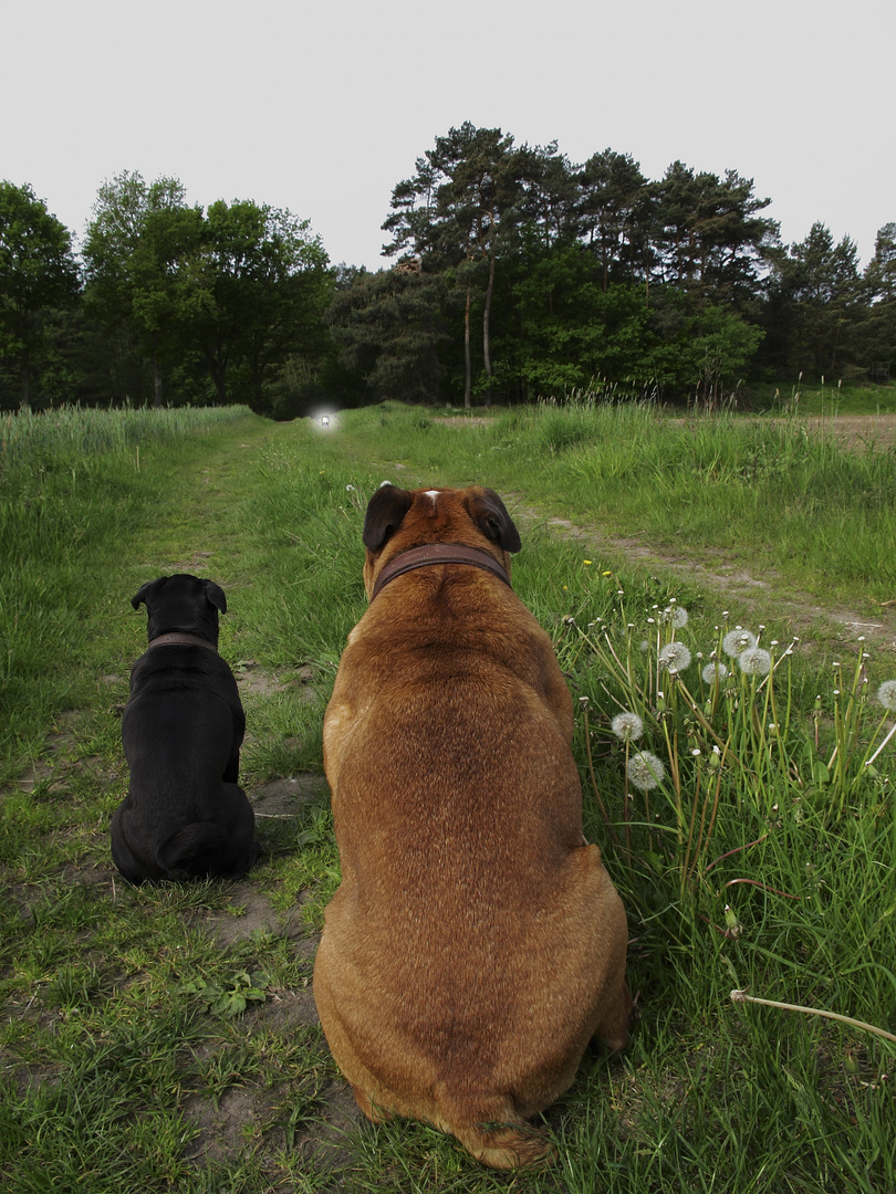 -- was macht der "Blonde" ( Mops) da hinten bloß ????