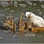 Was macht der Eisbär im Rombergpark ? 