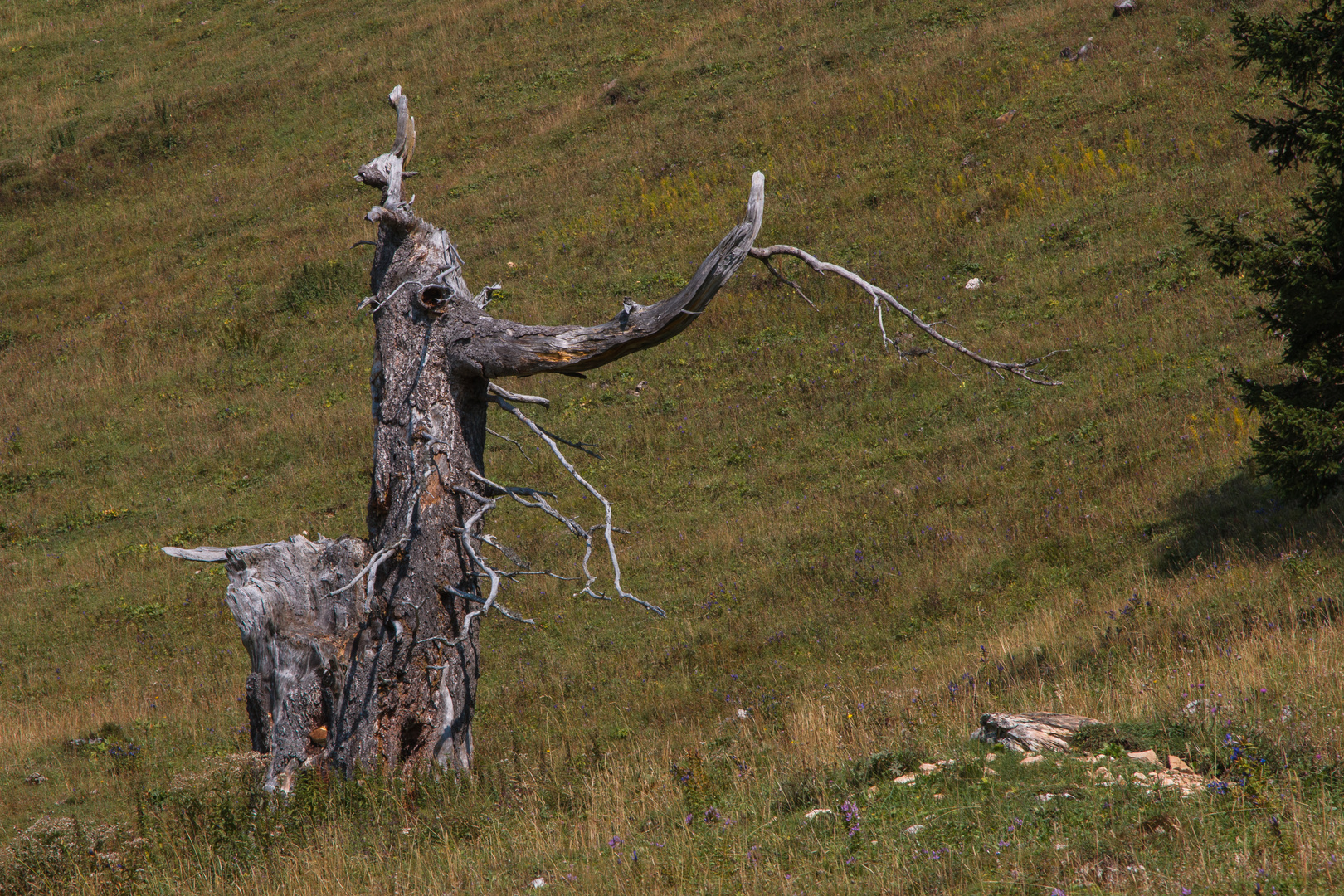 Was macht der Elefant am Berg.........