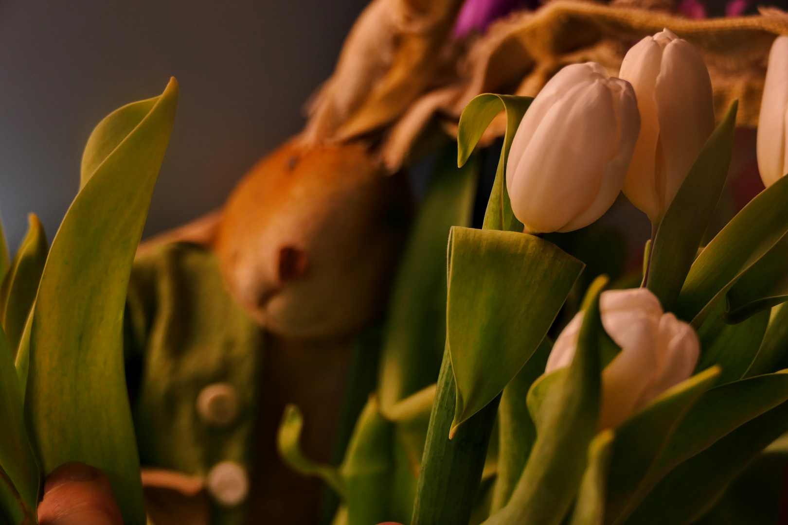 Was macht der Hase in den Tulpen?