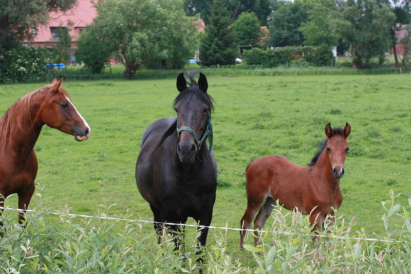 "Was macht der Papi?"