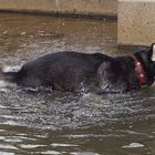 Was macht der Schlittenhund im Brunnen?