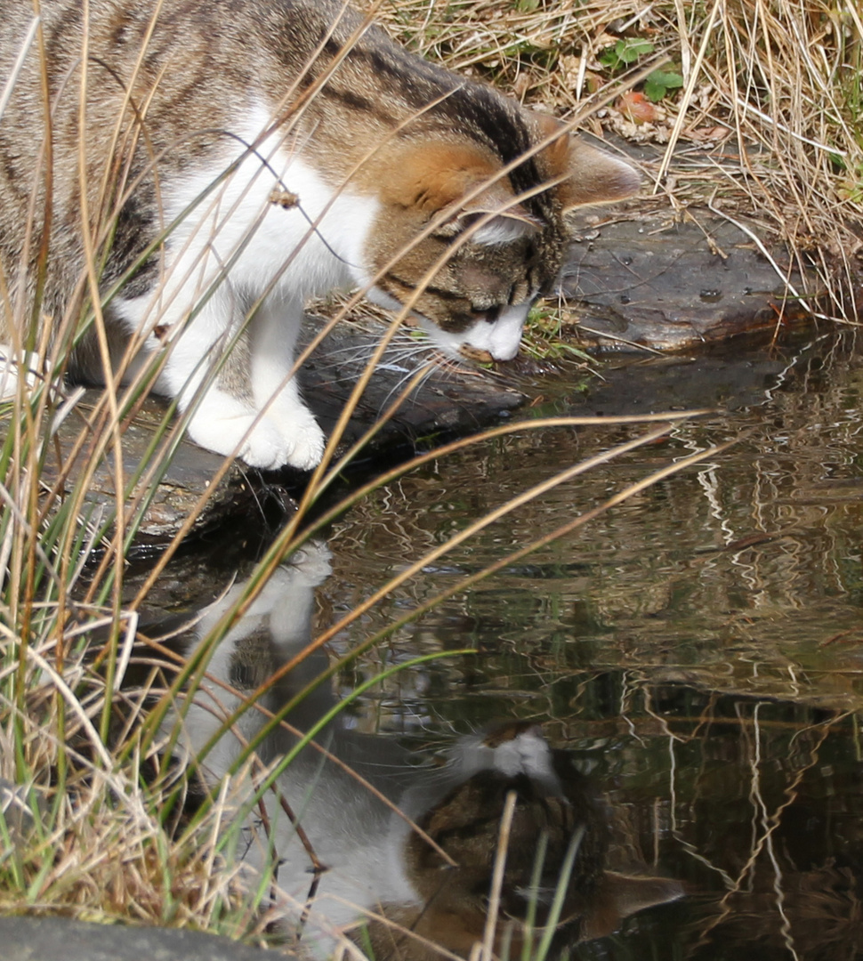 Was macht die andere Katze hier?