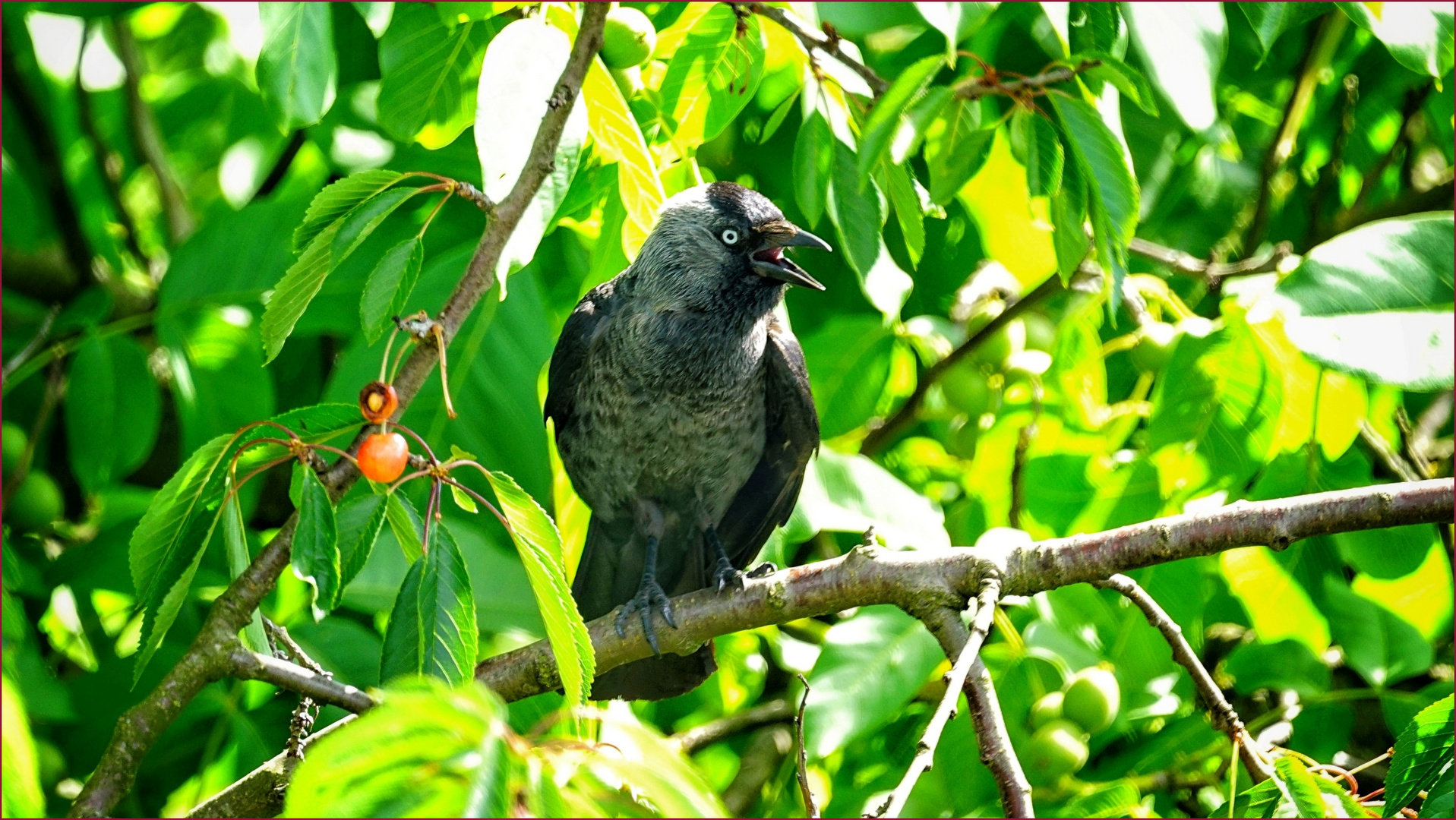 .... was macht die Dohle im Kirschbaum?