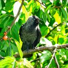 .... was macht die Dohle im Kirschbaum?