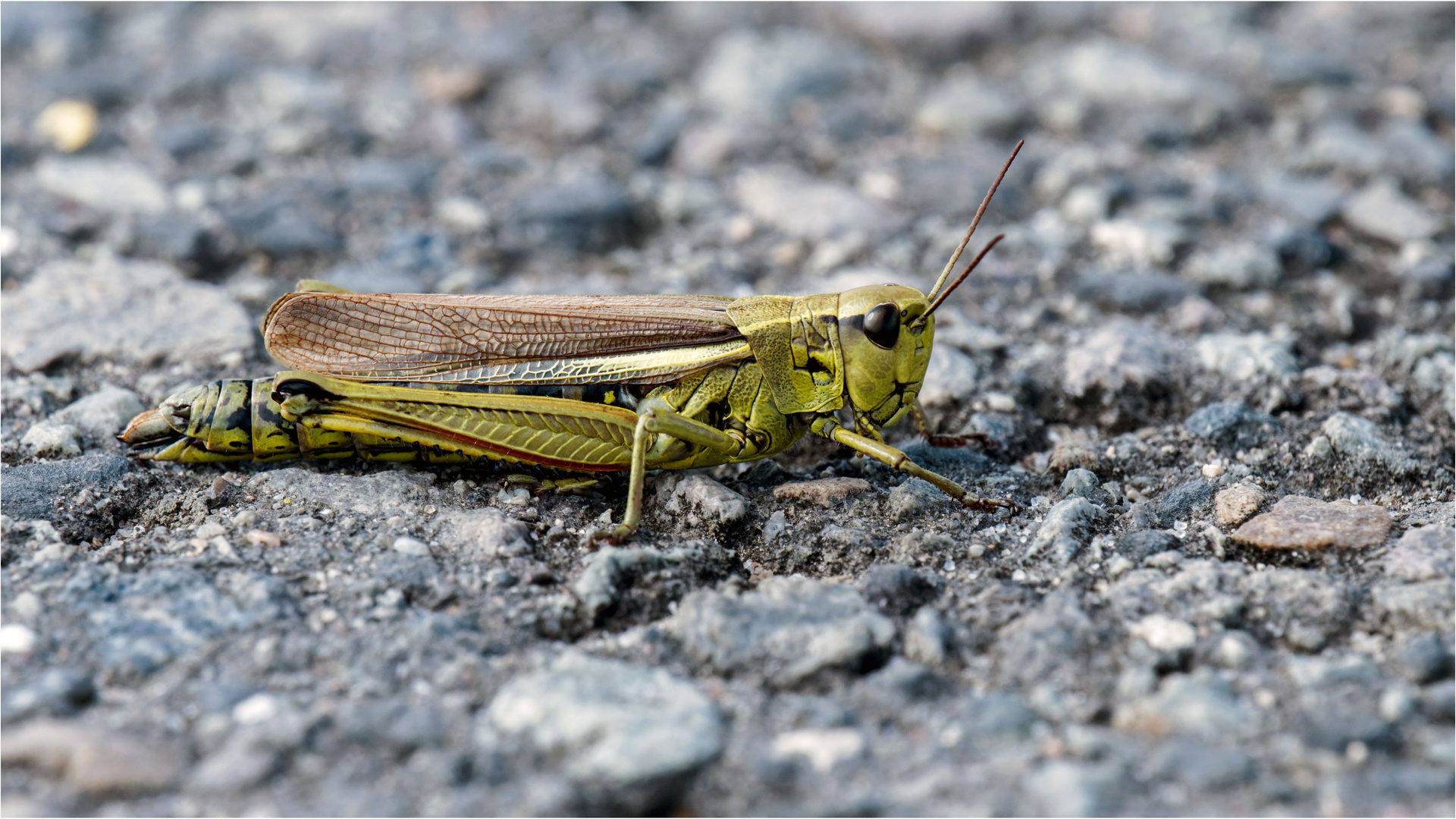 was macht die Heuschrecke auf dem Asphalt  .....