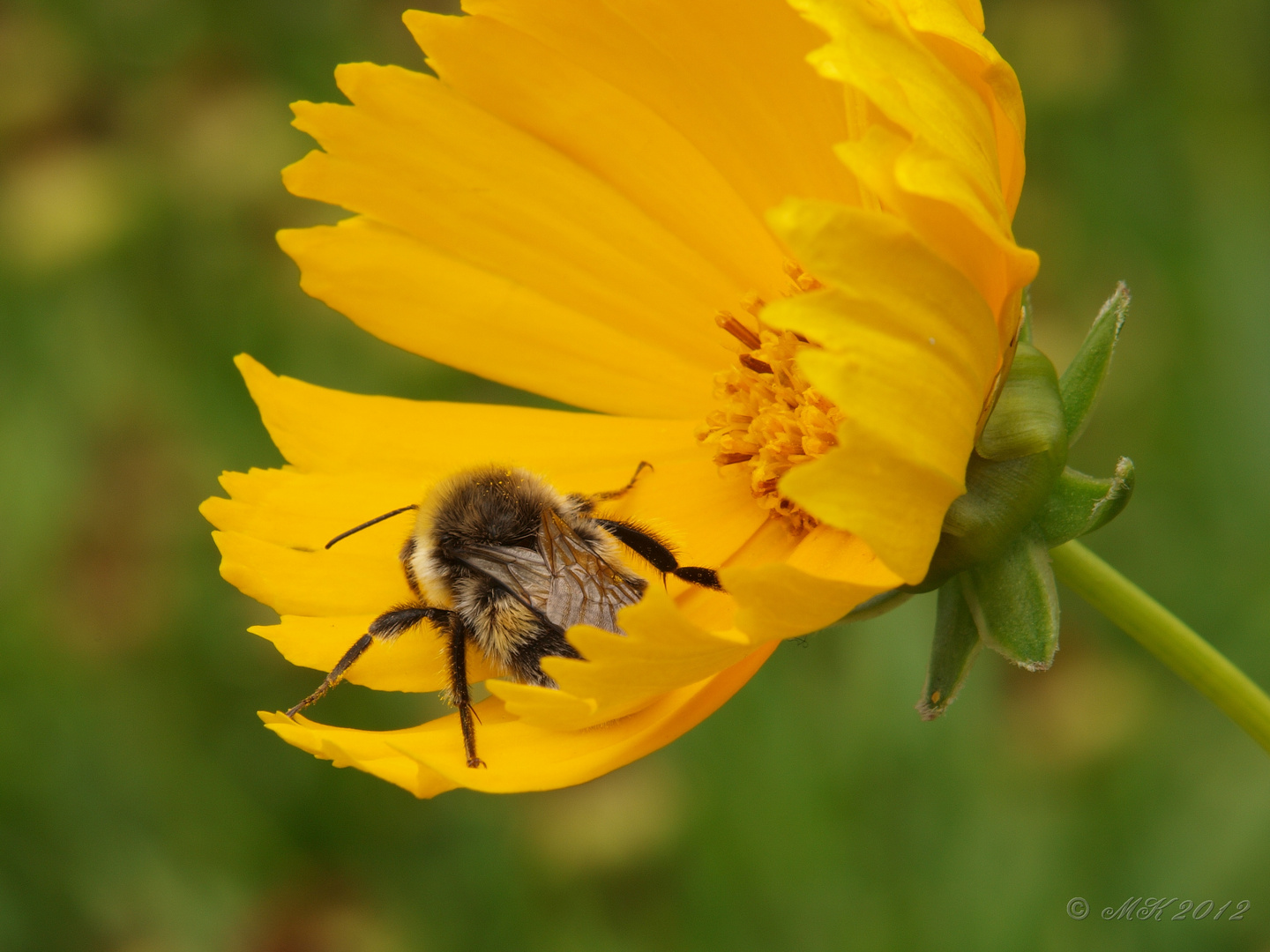 Was macht die Hummel denn da?