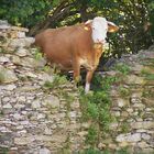 Was macht die Kuh auf der Mauer?