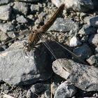 was macht die Libelle auf dem Schotterweg???