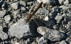 was macht die Libelle auf dem Schotterweg???