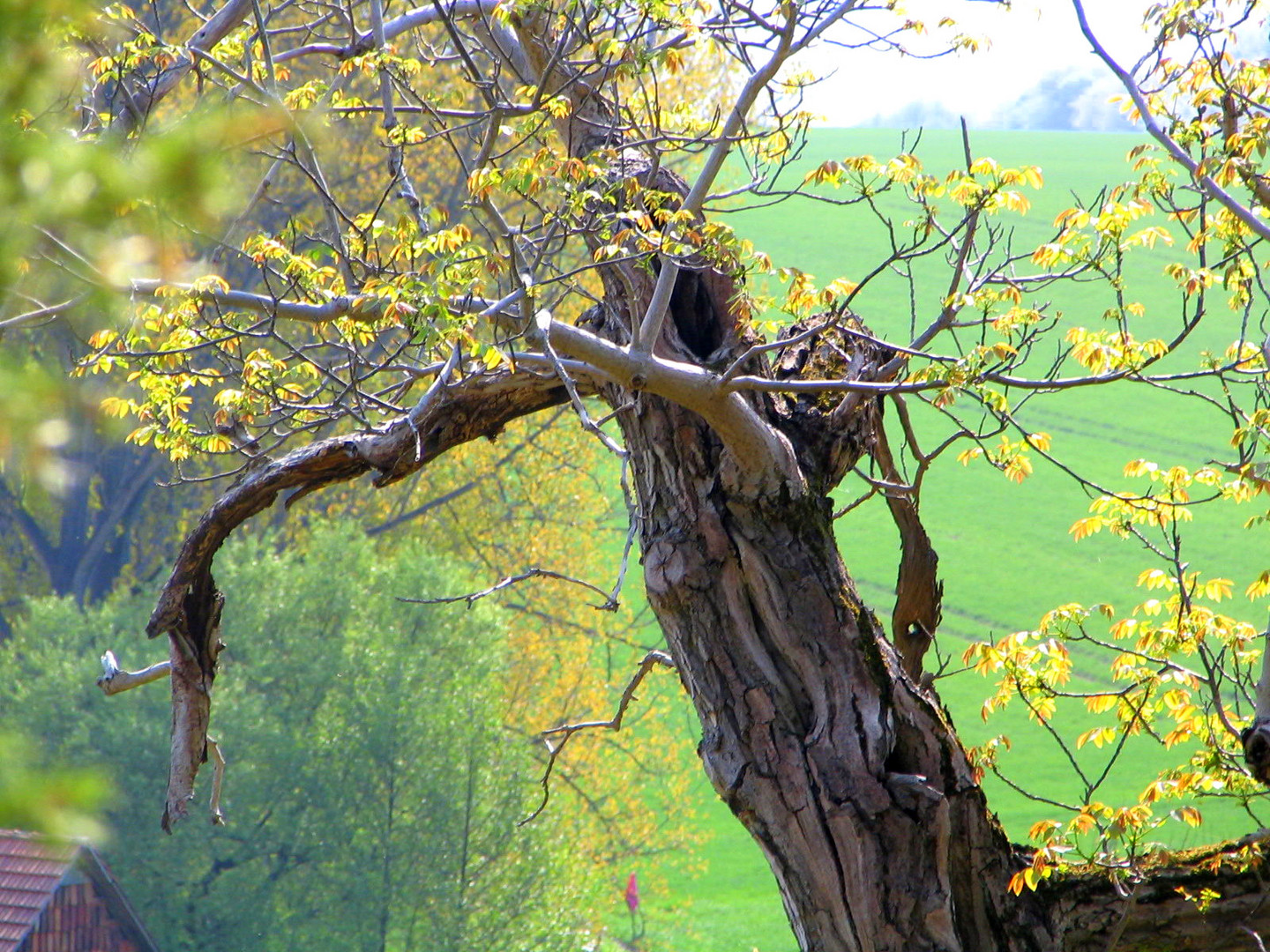 Was macht ein alter Baum......