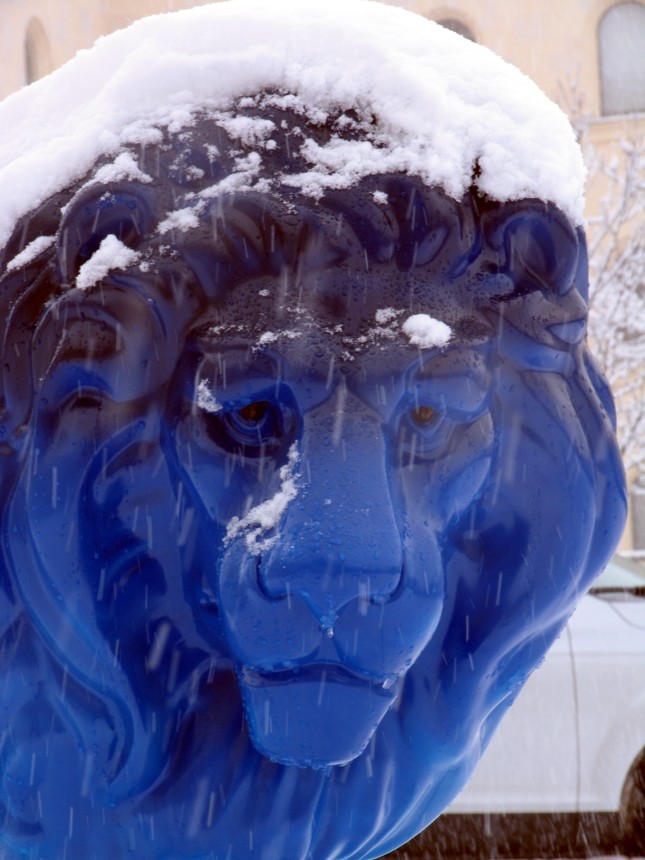 Was macht ein Löwe im Schnee?