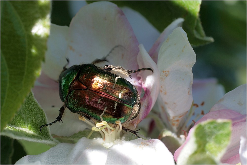 Was macht ein Rosenkäfer auf der Apfelblüte?