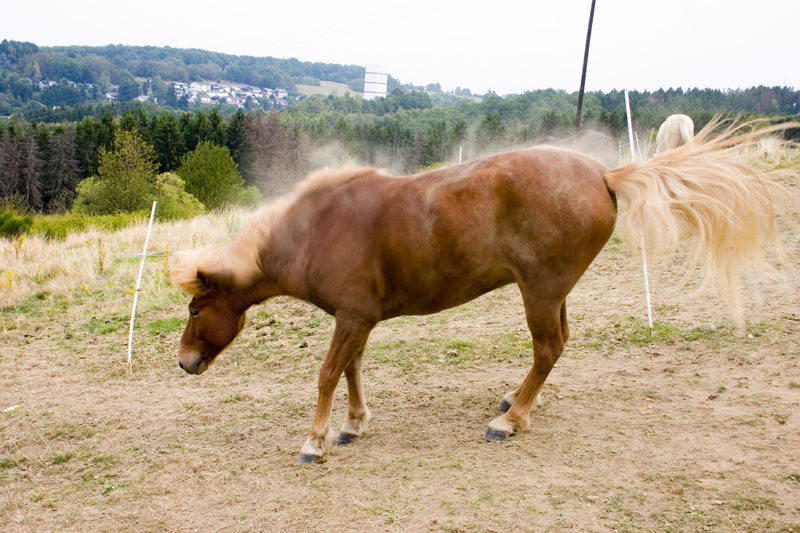 Was macht ein sauberes Pferd wenn es frisch gestriegelt wurde?