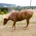 Was macht ein sauberes Pferd wenn es frisch gestriegelt wurde?