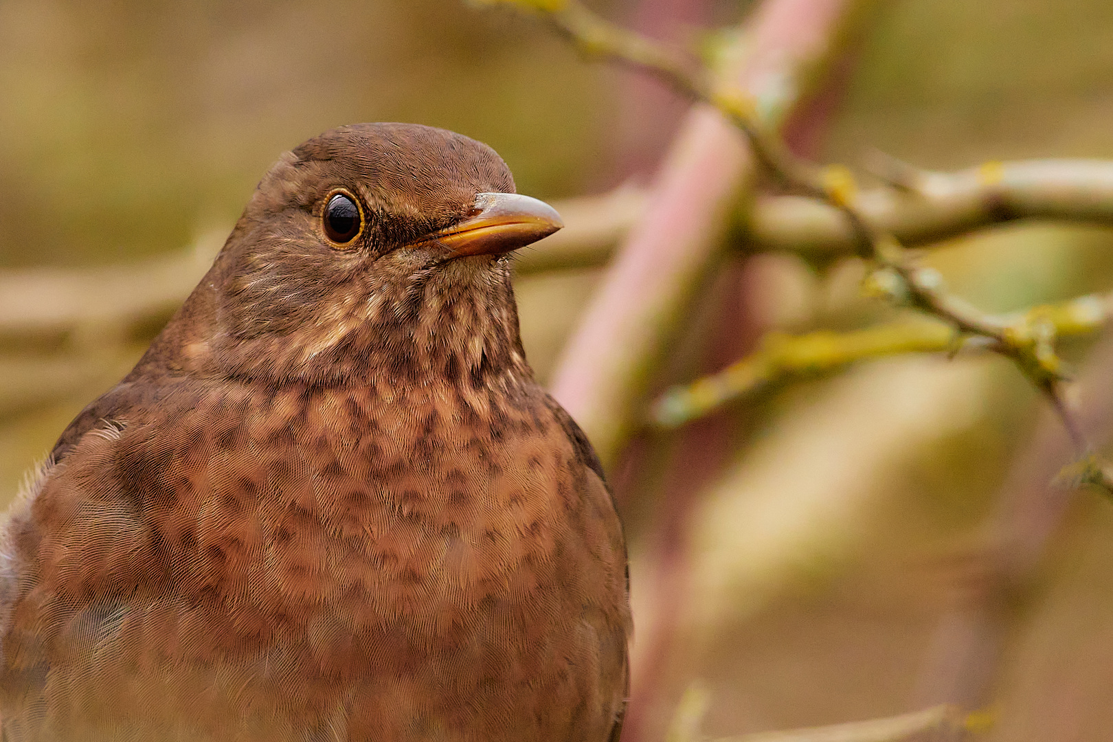 Was macht ein Singvogel im Winter....