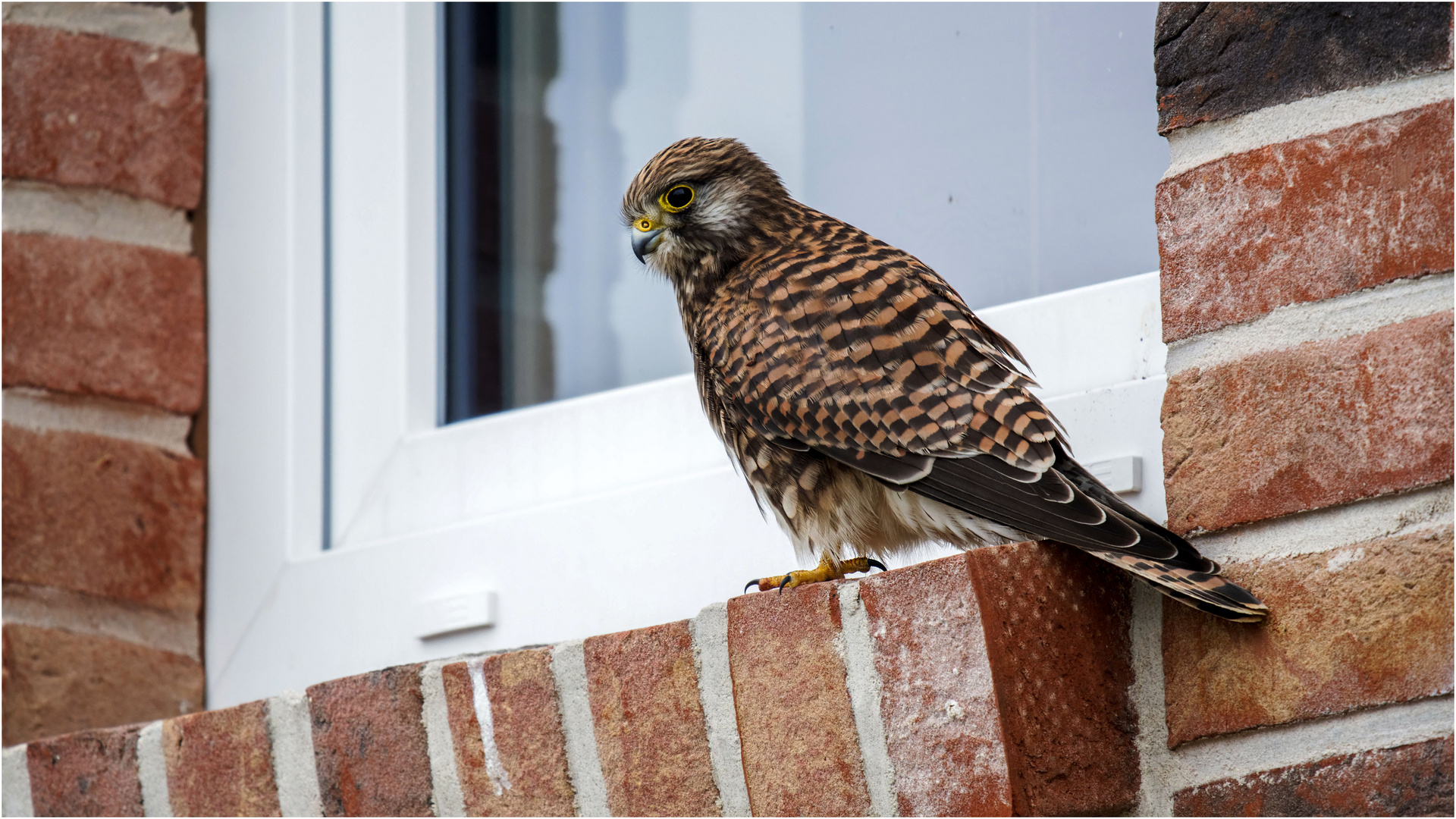 was macht ein Turmfalke auf einer Fensterbank  .....