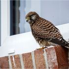 was macht ein Turmfalke auf einer Fensterbank  .....