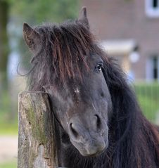 Was macht Pferd, wenn`s am Auge juckt?