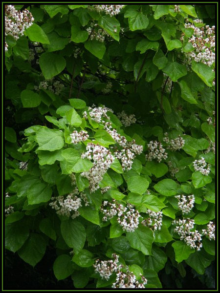 Was mag das wohl fürn Baum sein?