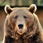 Was mag der Bär / Bärin wohl denken...