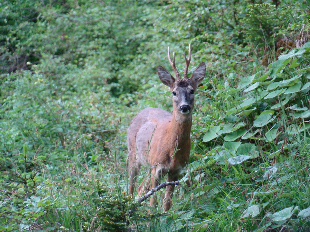 was mag der Bock wohl denken?