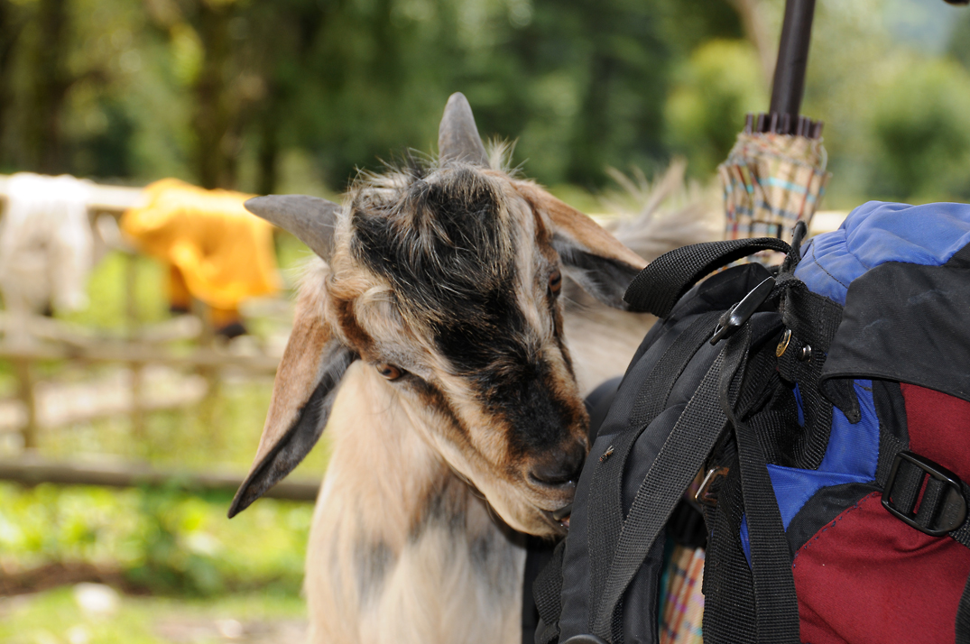 Was mag wohl in dem Rucksack sein (Trakking Nepal)