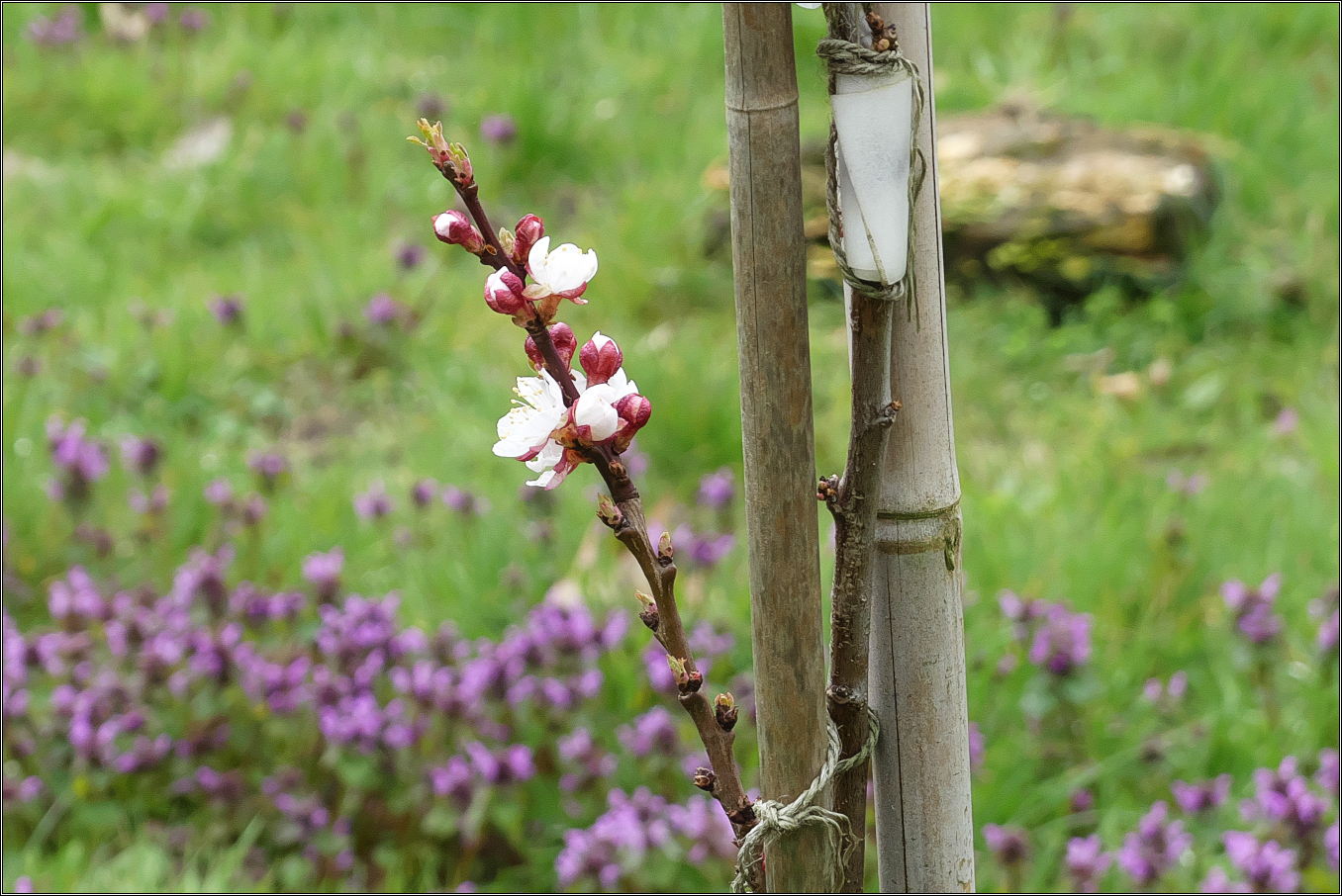 ... was mal ein Obstbaum werden will