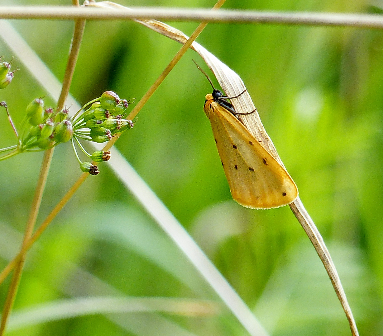 Was man alles entdeckt....Steinflechtenbär (Setina irrorella )