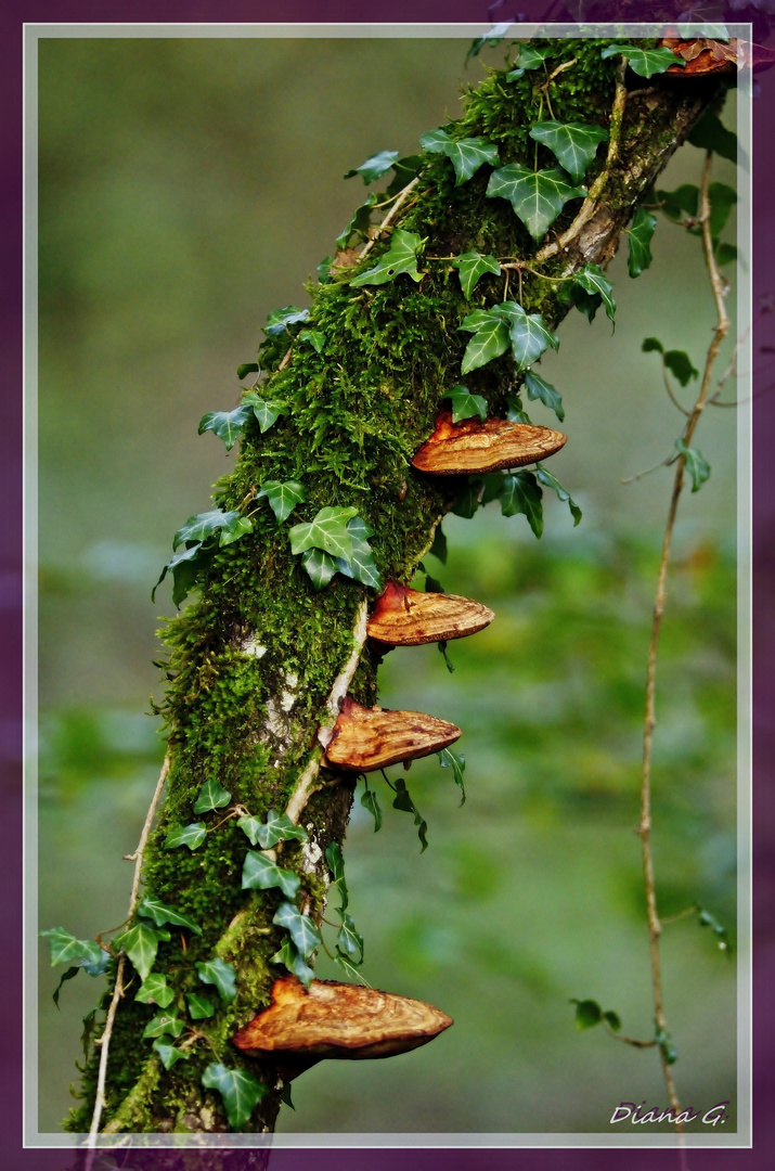 Was man im Wald nicht alles findet...