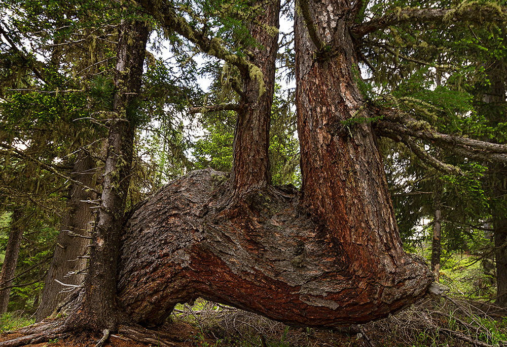 was man im Wald nicht alles sieht