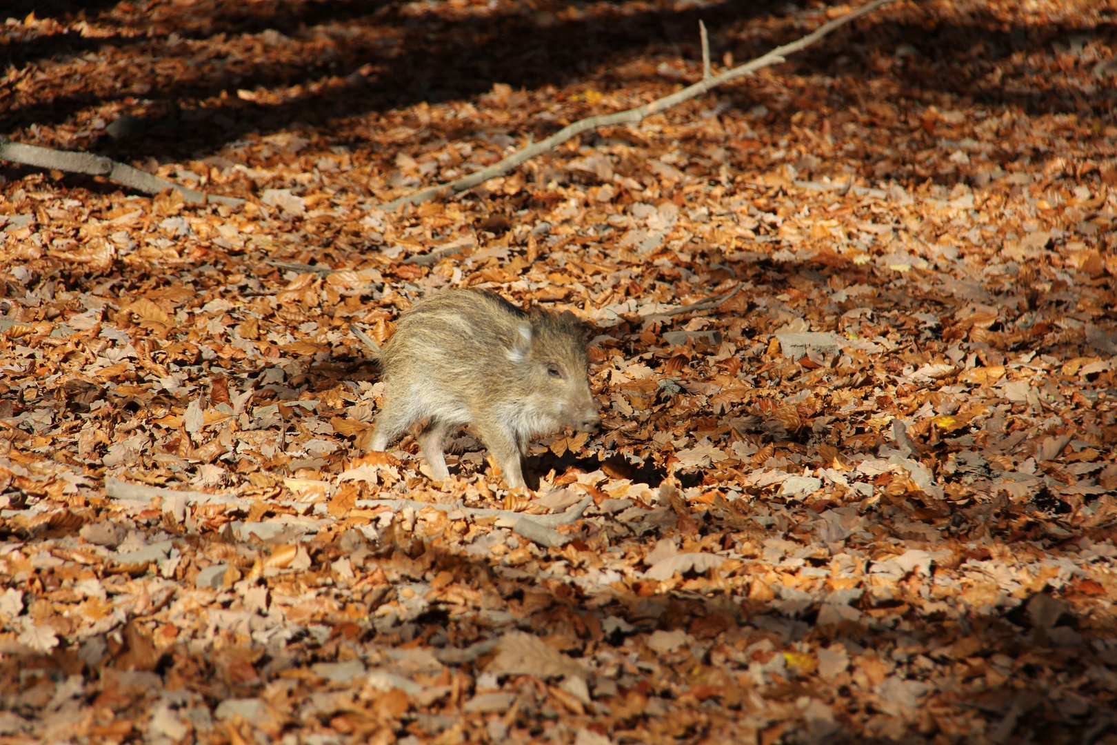 Was man im Wald so findet ...