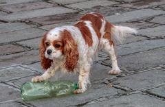 Was man in der Stadt halt so an Spielzeug findet