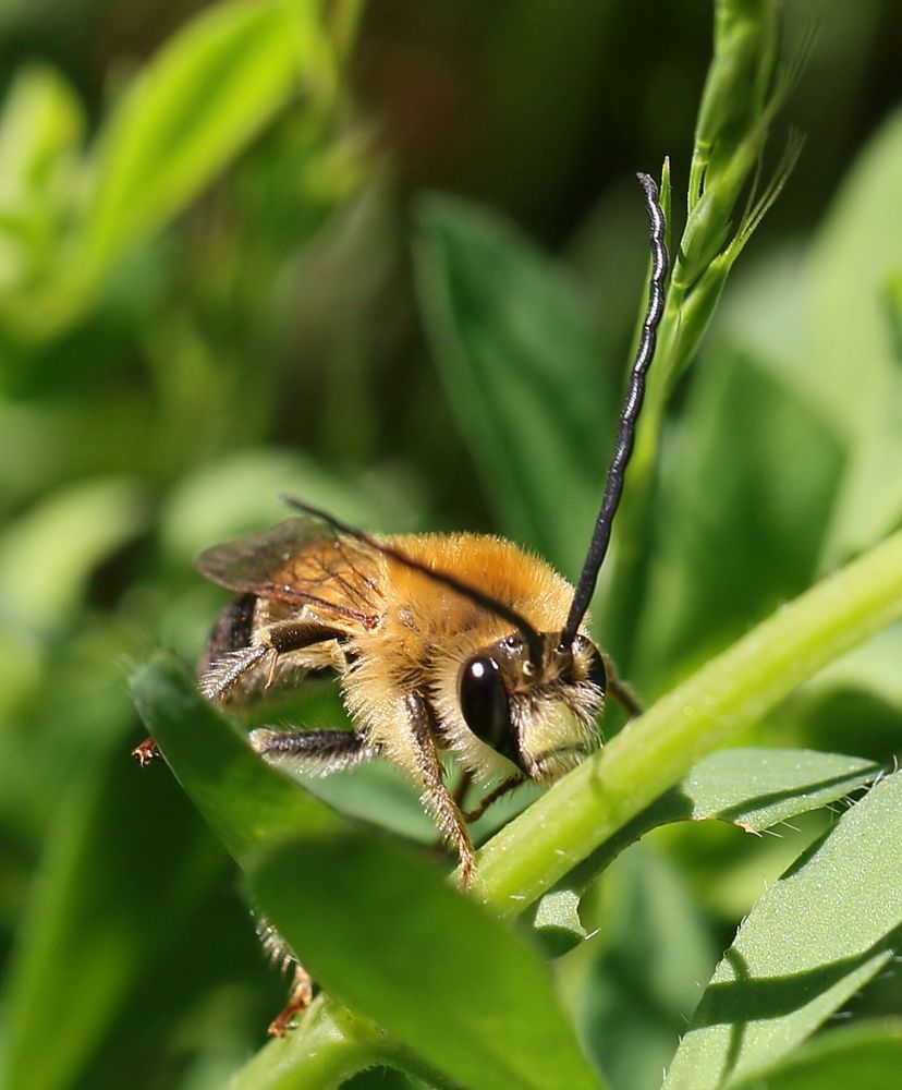 was man nicht so alles Neue in der Natur entdeckt