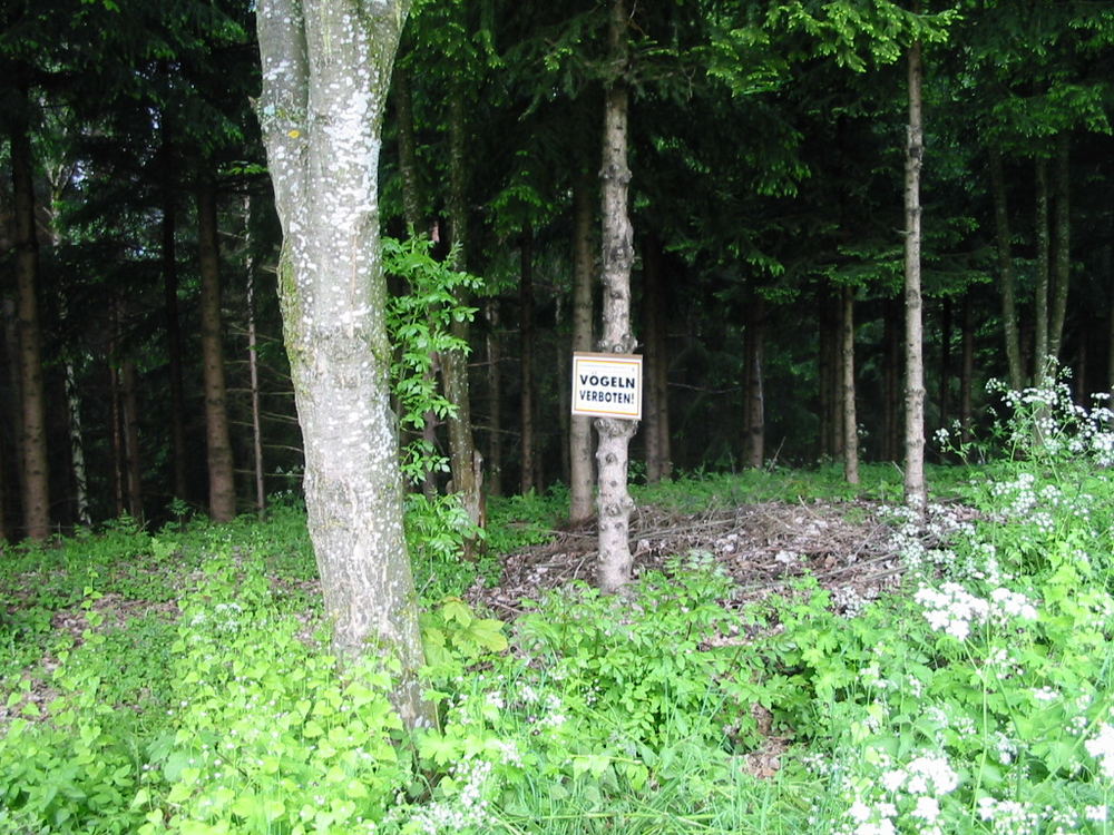 Was man so alles im Wald sieht