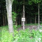 Was man so alles im Wald sieht