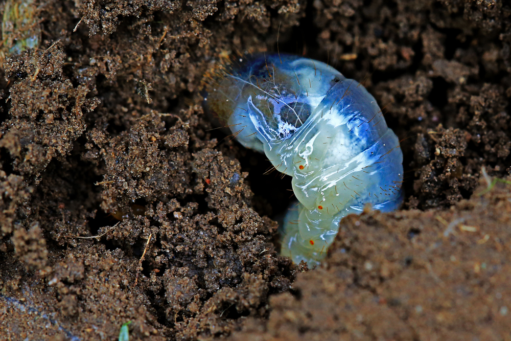 was man unter einem Stein im Garten findet im Ameisenstaat