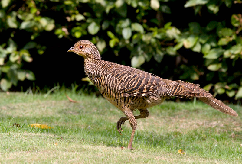 Was manchmal plötzlich im Garten herumläuft..