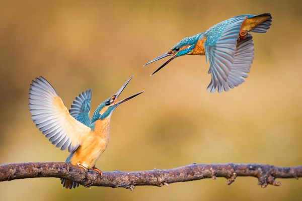 Was meins ist, ist nicht Deins!