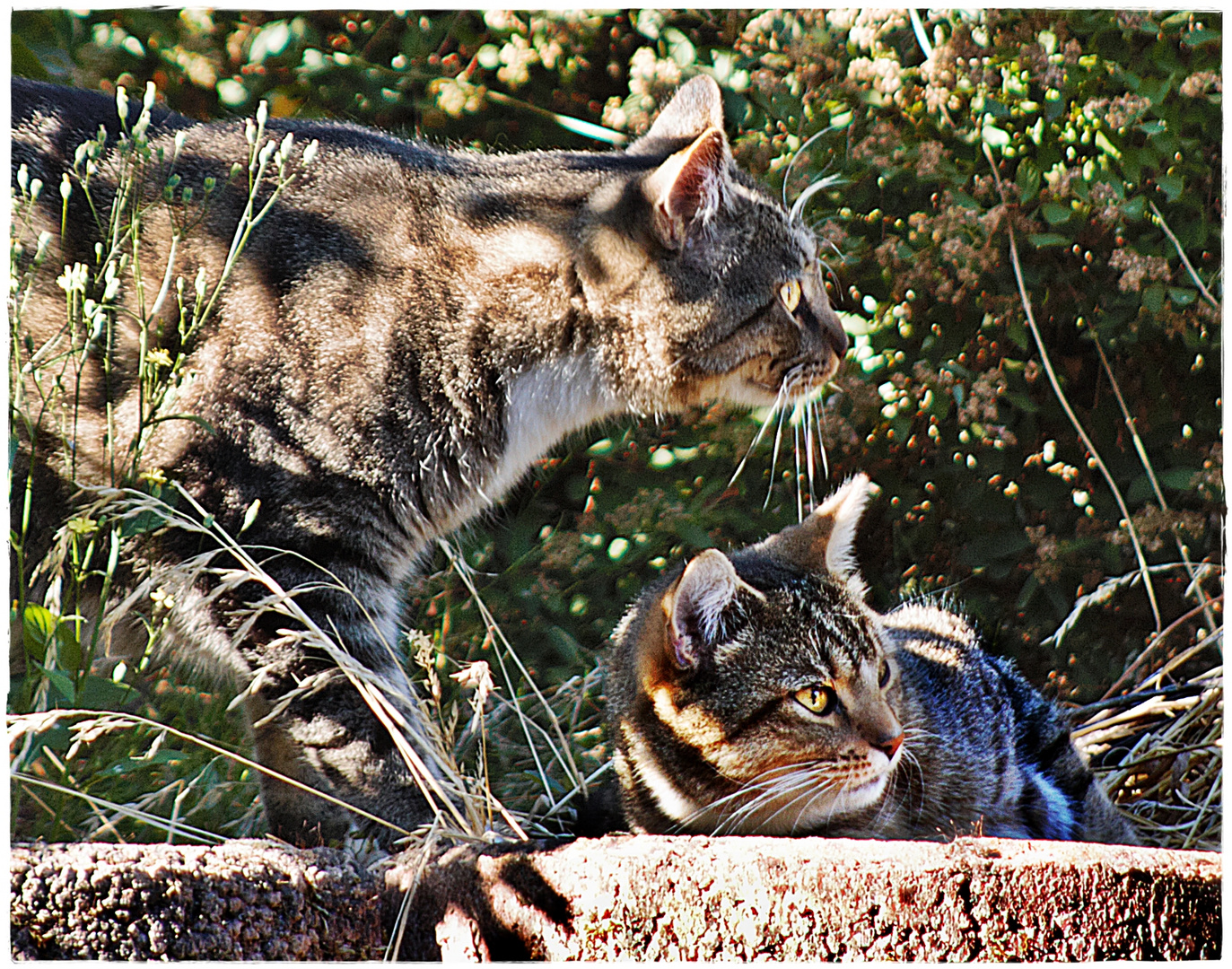 " Was meinst Du, steht dort die "Grinsekatze" ?"