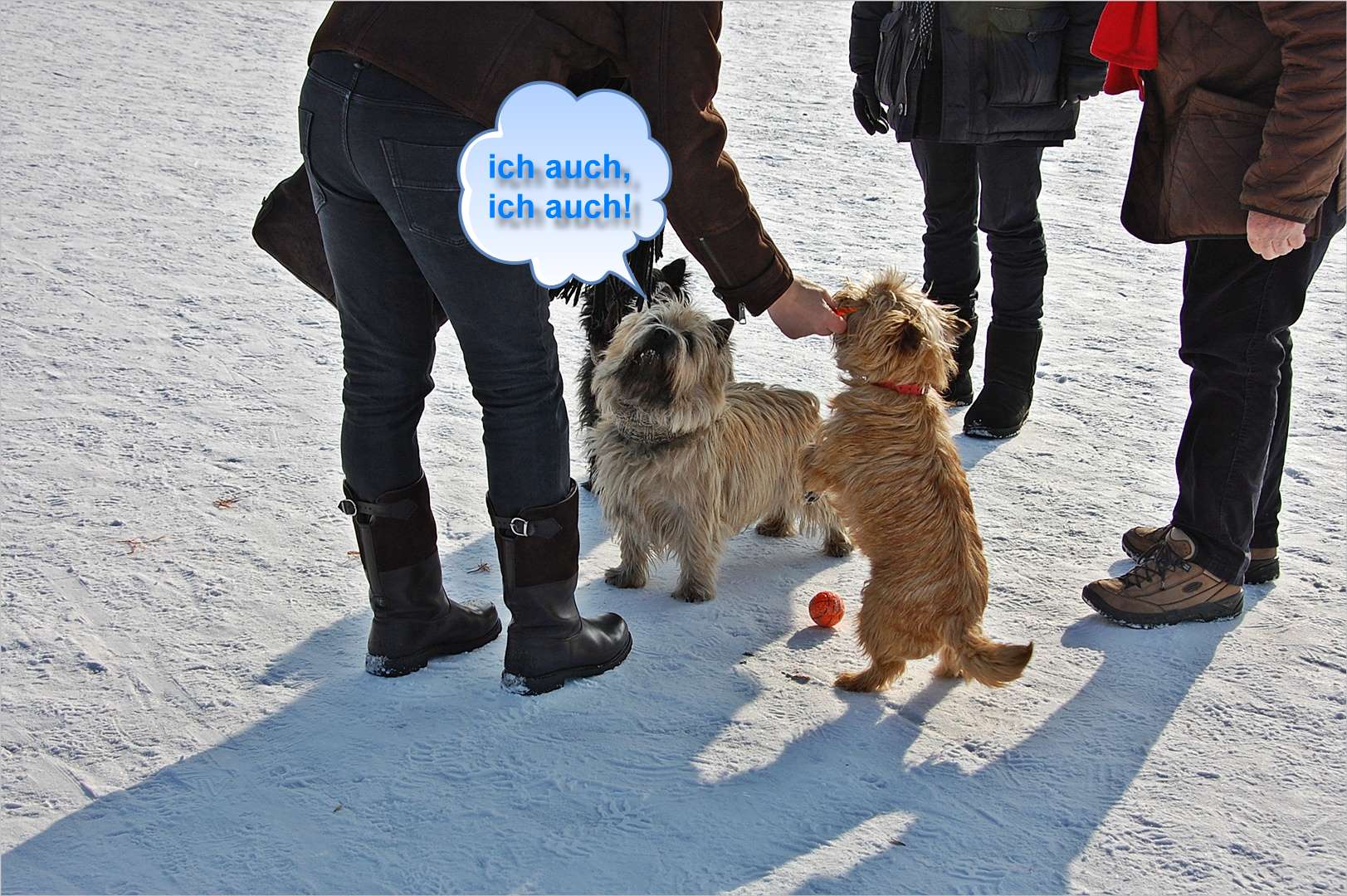 was mit Winter und Hunden und Futterneid