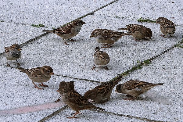was mögen sie wohl im Schilde führen?