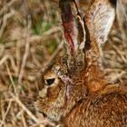 "Was murmelt denn 'Feldi' hier vor sich hin ..."? oder "Irgendetwas stimmt mit Hasi nicht"