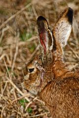 "Was murmelt denn 'Feldi' hier vor sich hin ..."? oder "Irgendetwas stimmt mit Hasi nicht"